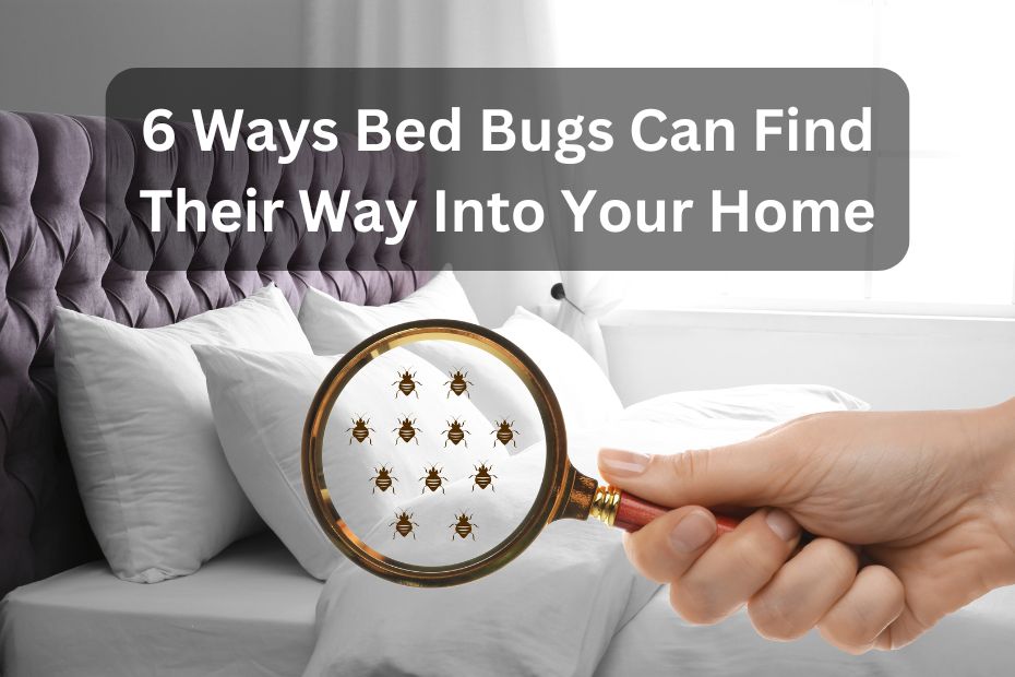 6 Ways Bed Bugs Can Find Their Way Into Your Home